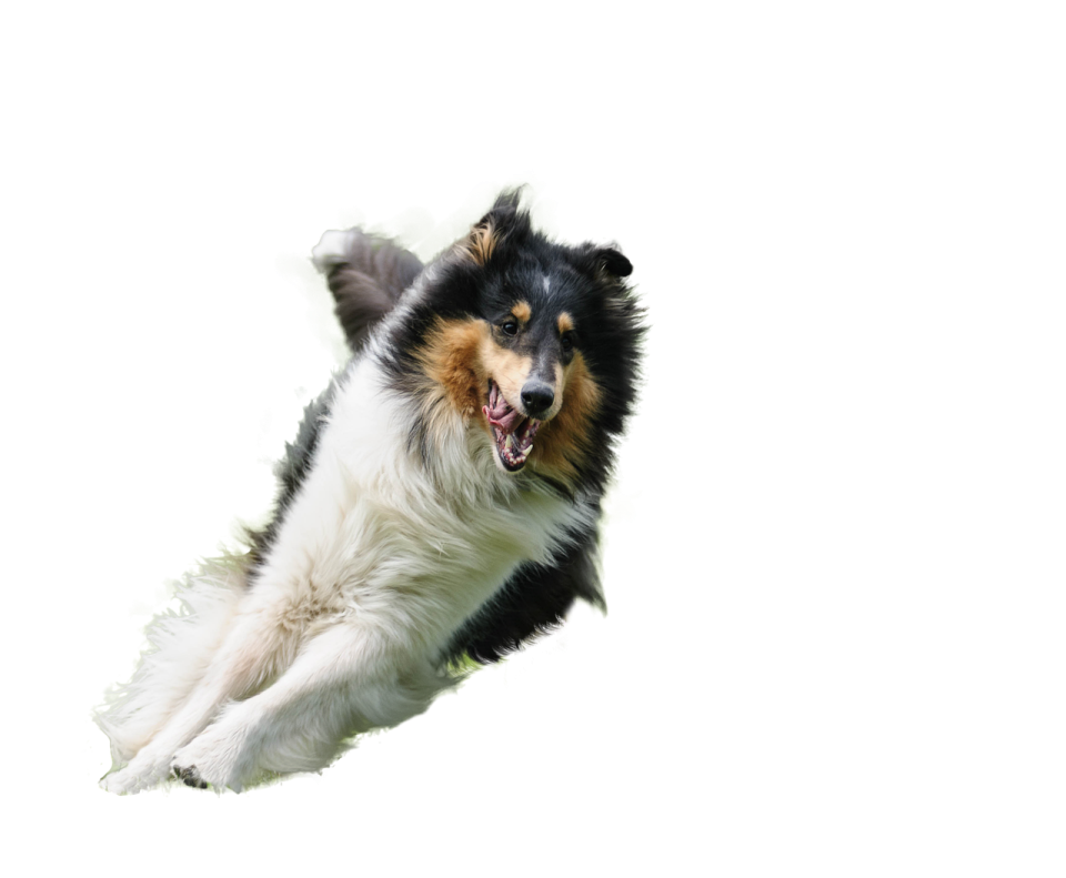 a black and white dog jumping in the air