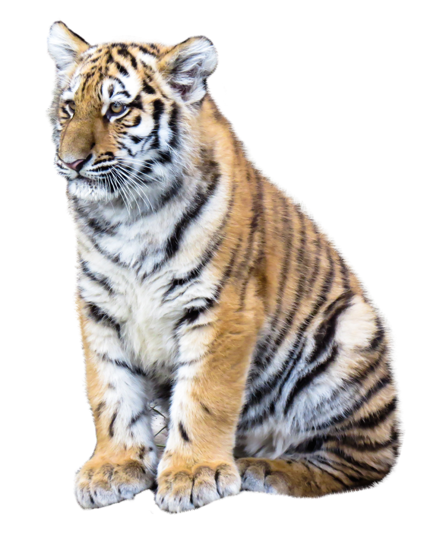 a baby tiger sitting down on the ground