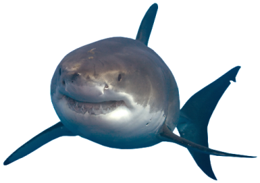 a great white shark swimming in the ocean