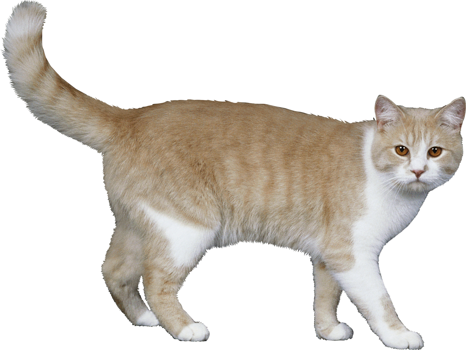 an orange and white cat
