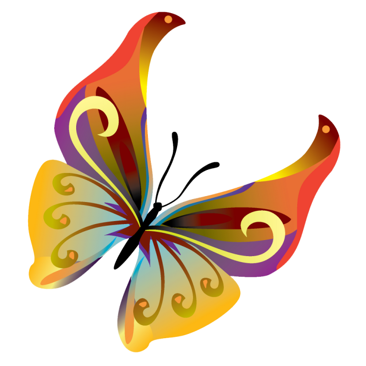 a colorful butterfly on a white background