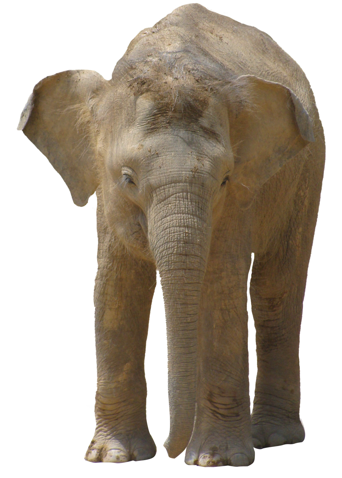 an elephant standing in front of a white background