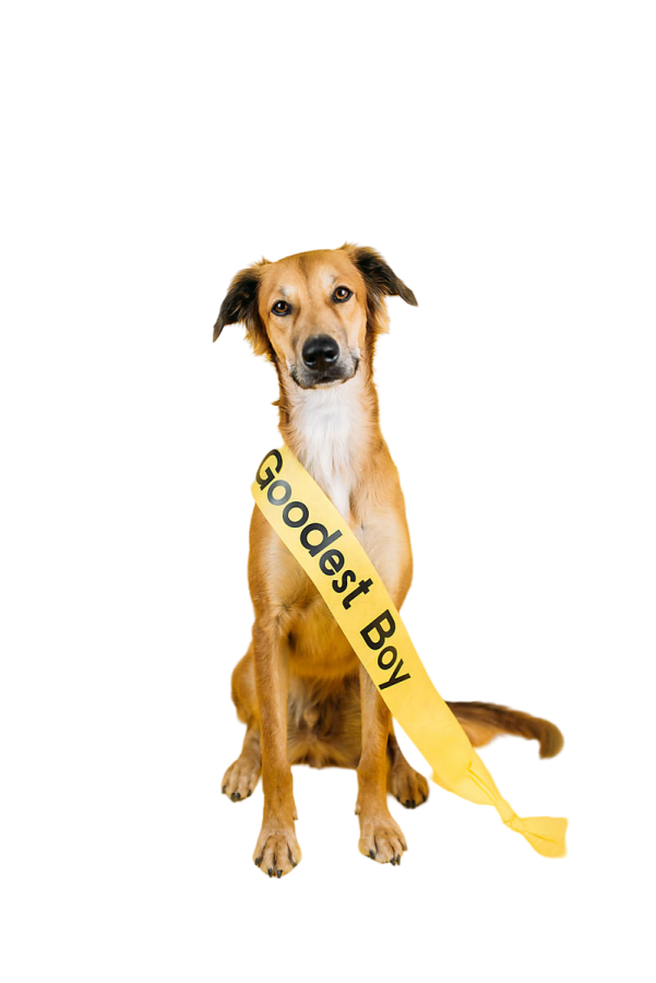 a dog with a yellow ribbon around its neck