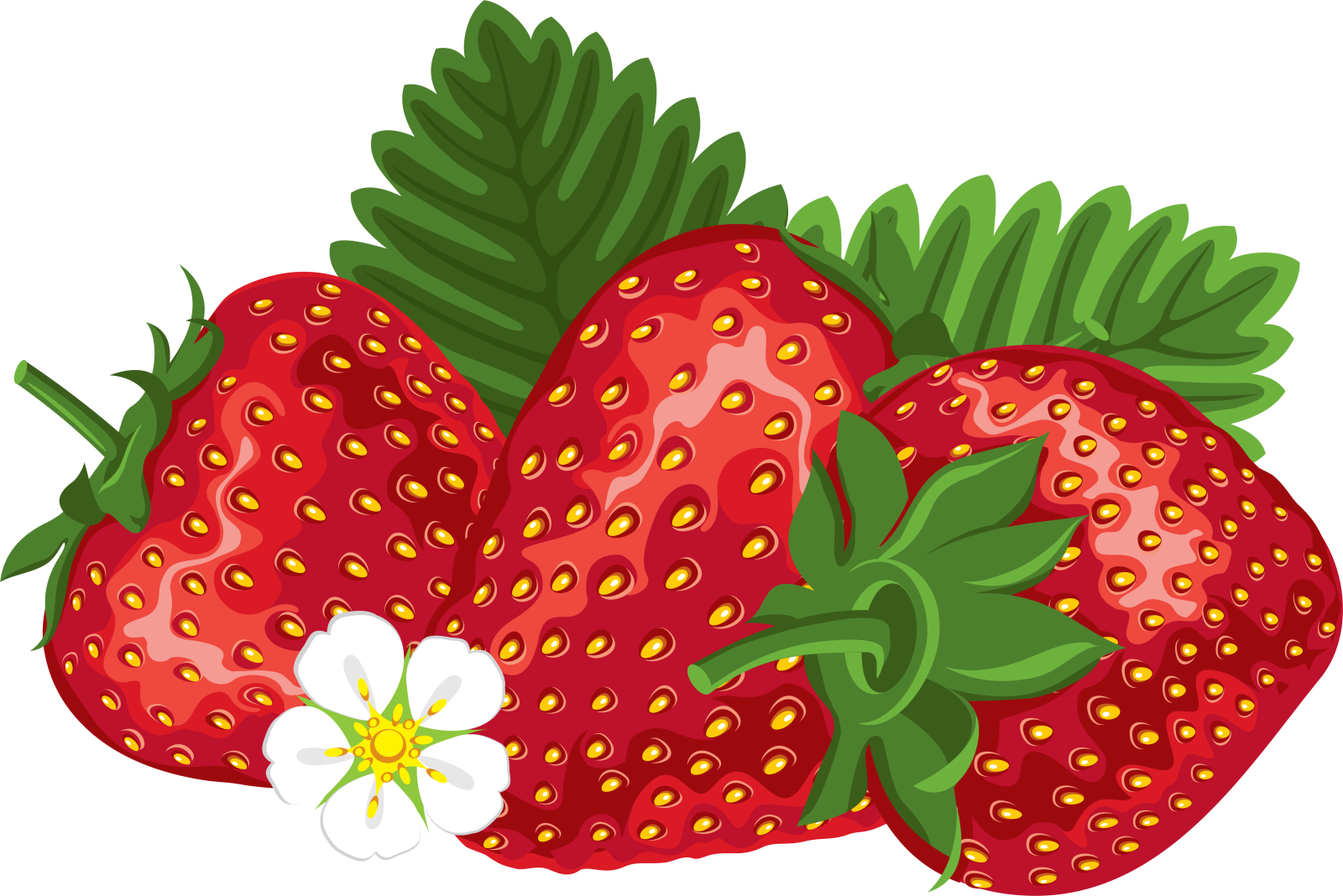 a bunch of strawberries on a white background