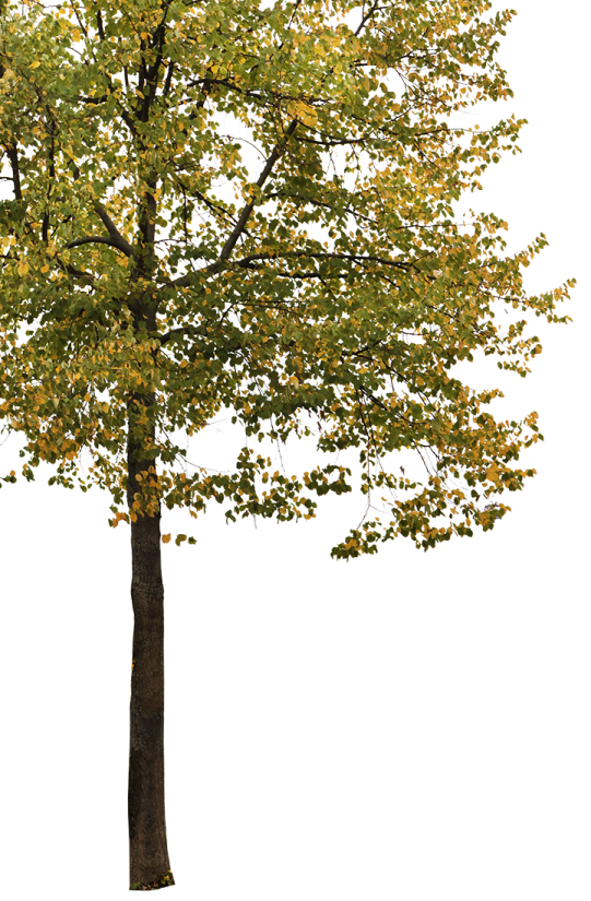 a tree with yellow leaves on it