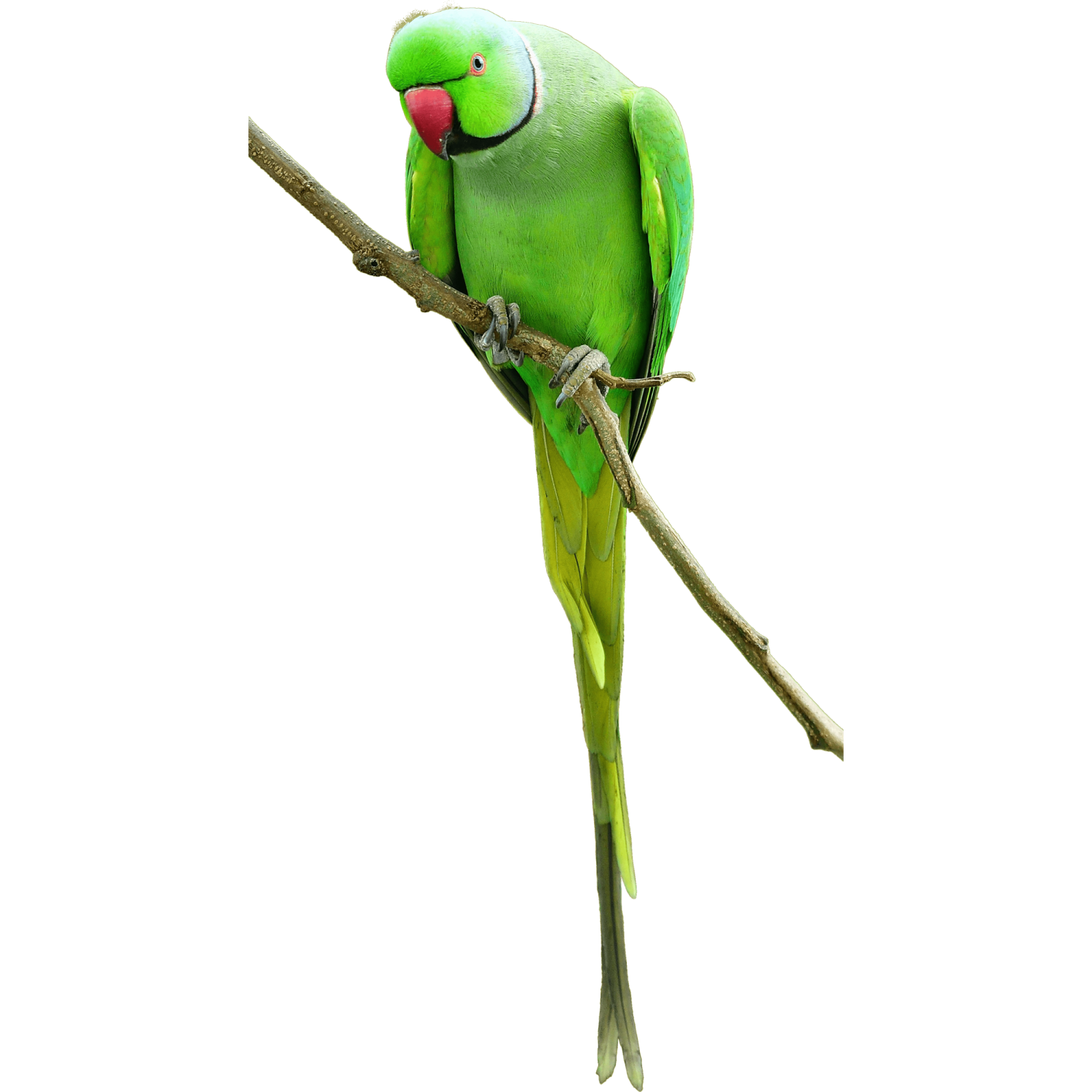 a green parrot perched on a branch of a tree