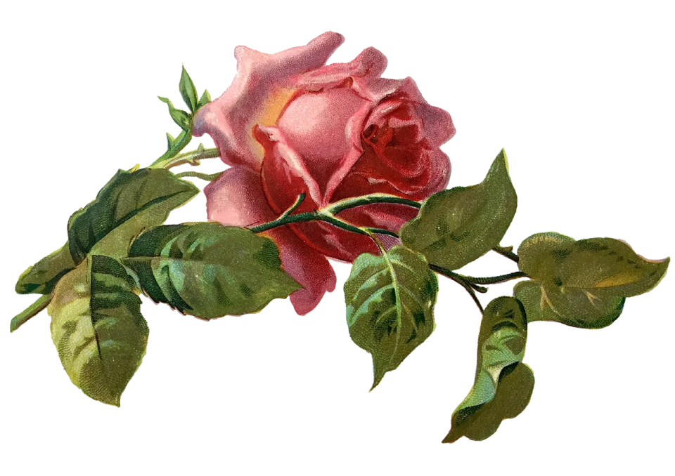 a pink rose on a white background