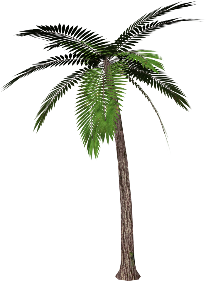 a palm tree on a white background