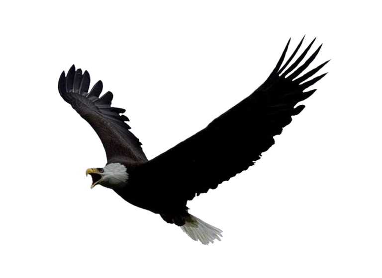 an eagle flying in the sky with its wings spread