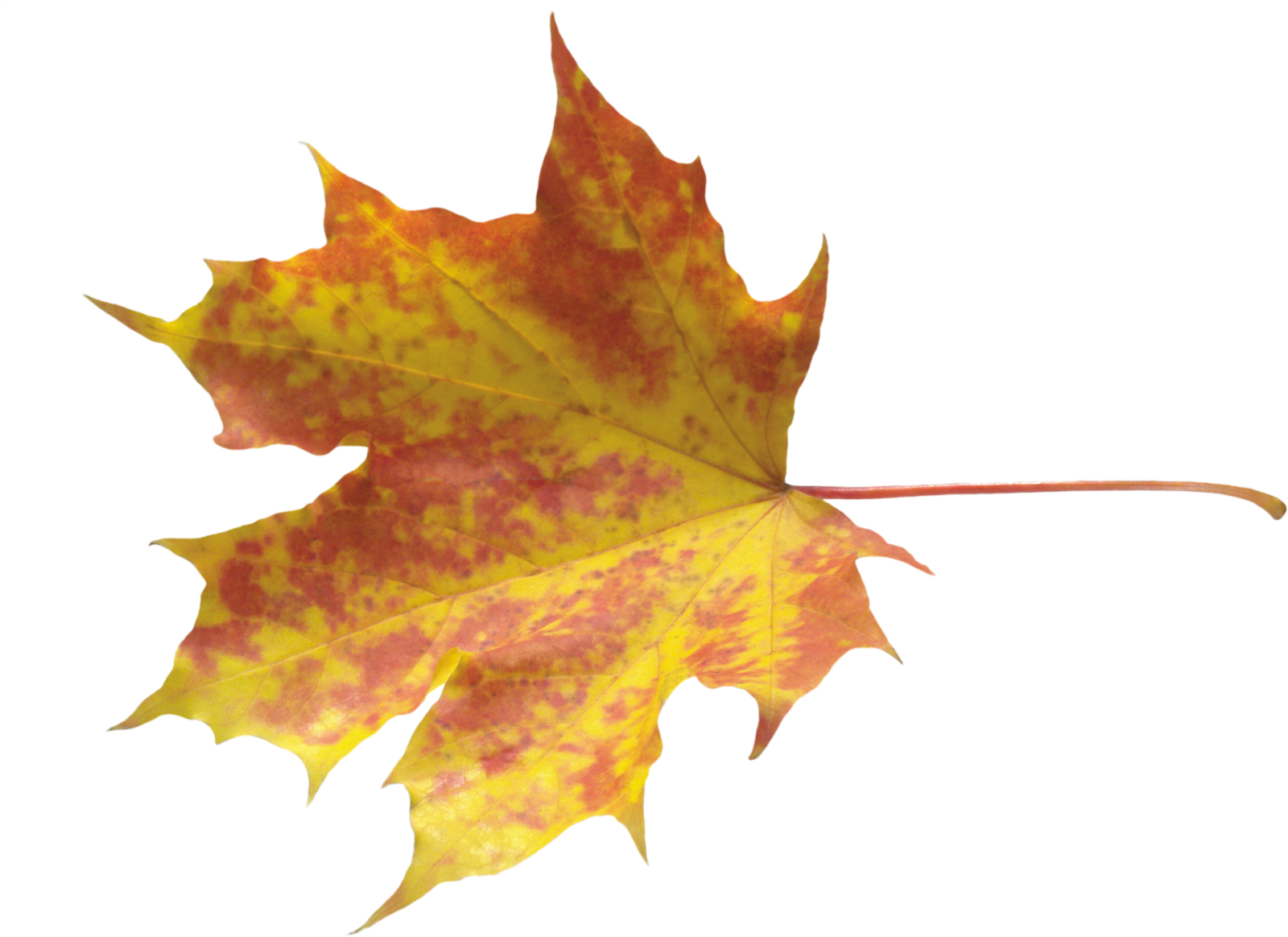 a yellow and red maple leaf