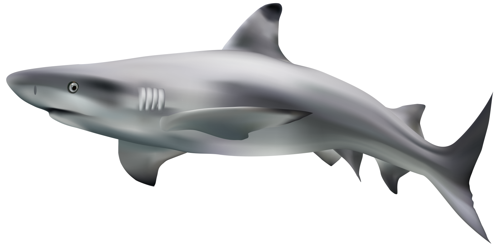 great white shark clipart
