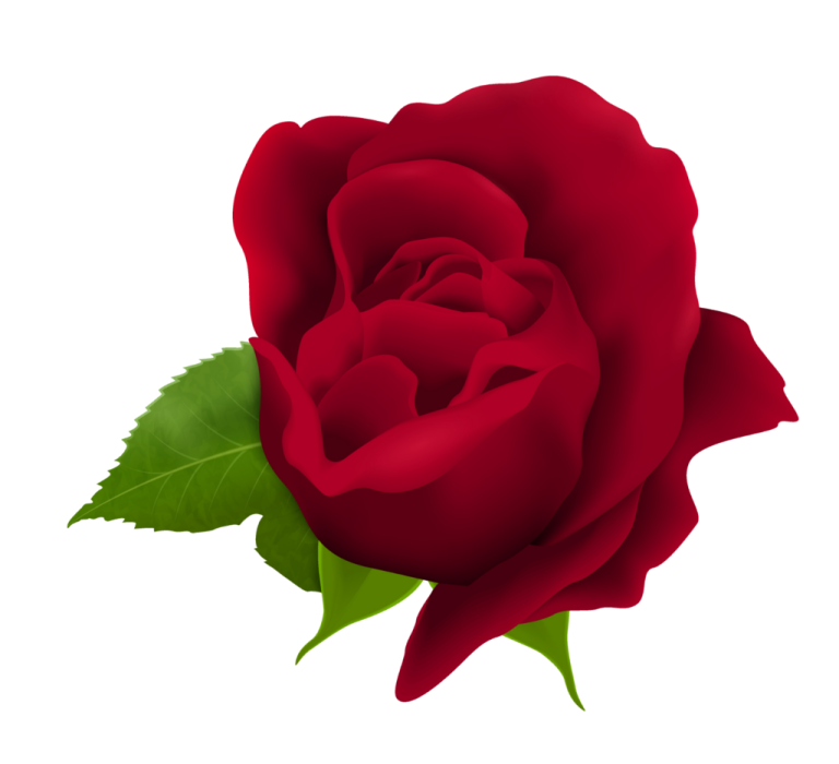 a red rose with green leaves