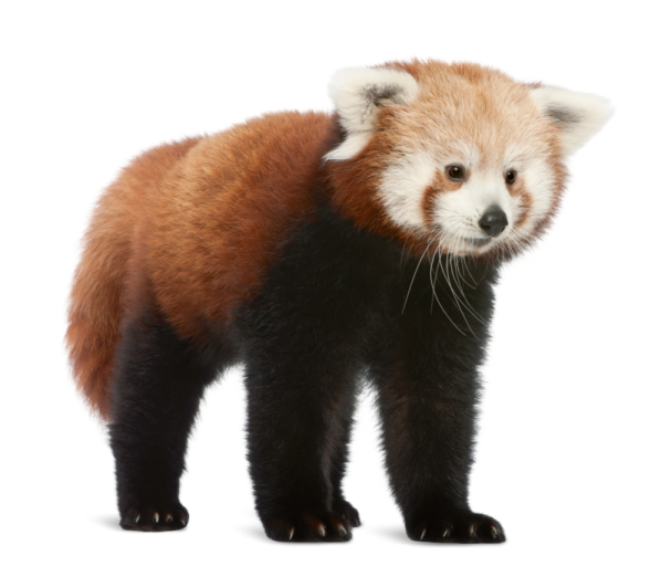 a red panda standing on its hinds