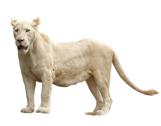 a white lion is standing in front of the camera