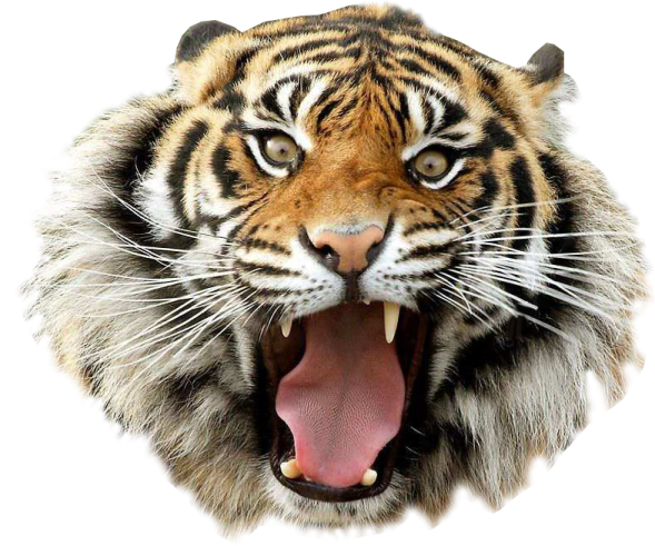 a tiger's head with its mouth open