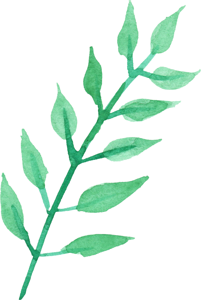 a green leaf on a white background