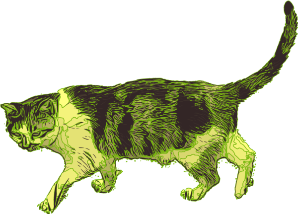a black and white cat walking across the ground