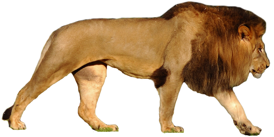 the lion is standing