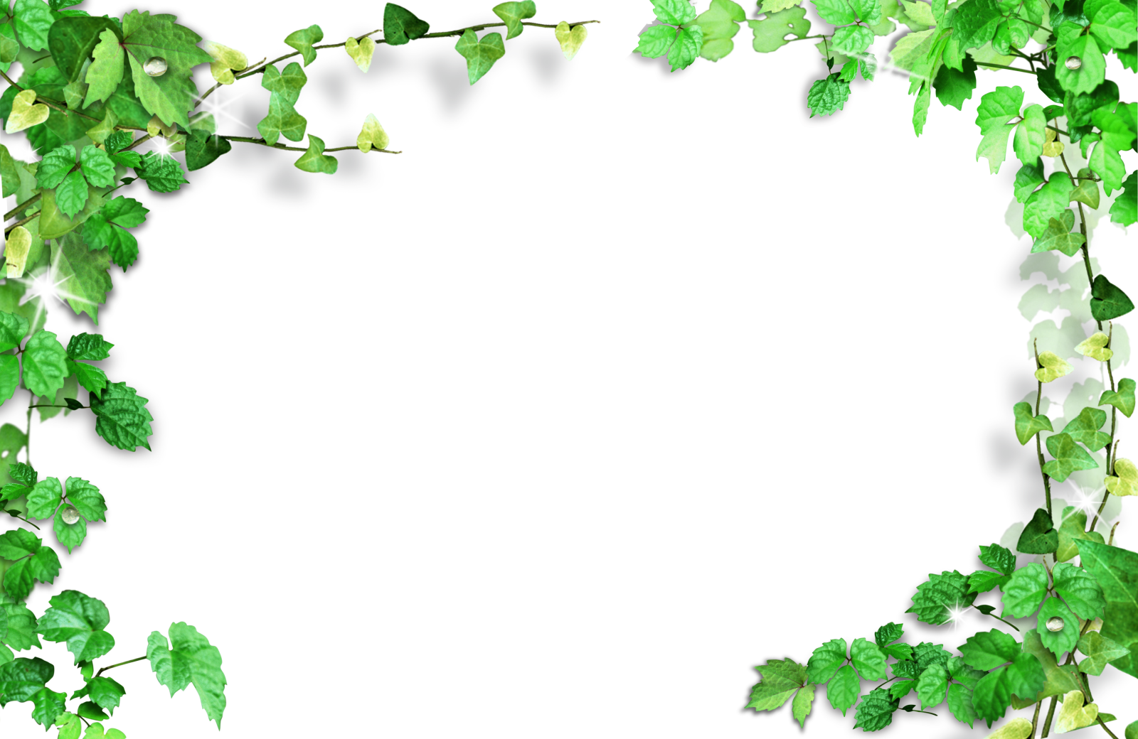 a frame of green ivy leaves on a white background