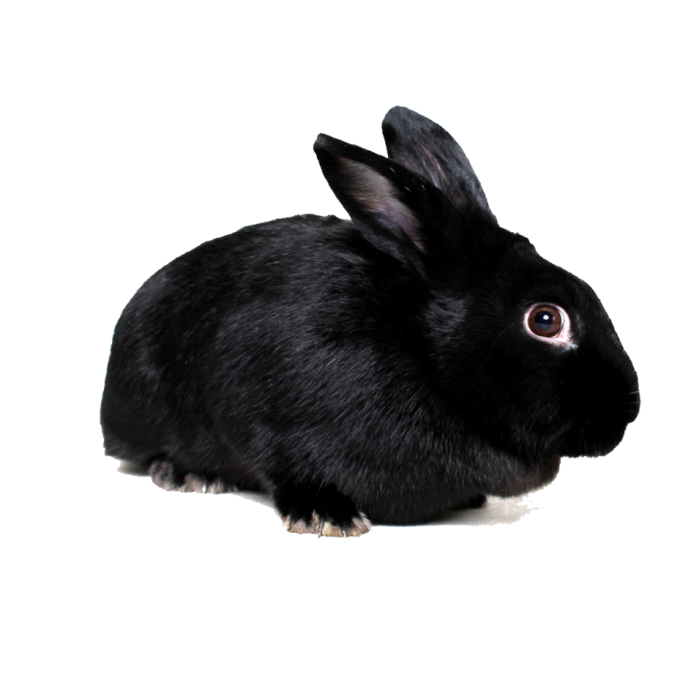 a black rabbit on a white background