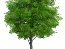 a green tree on a white background