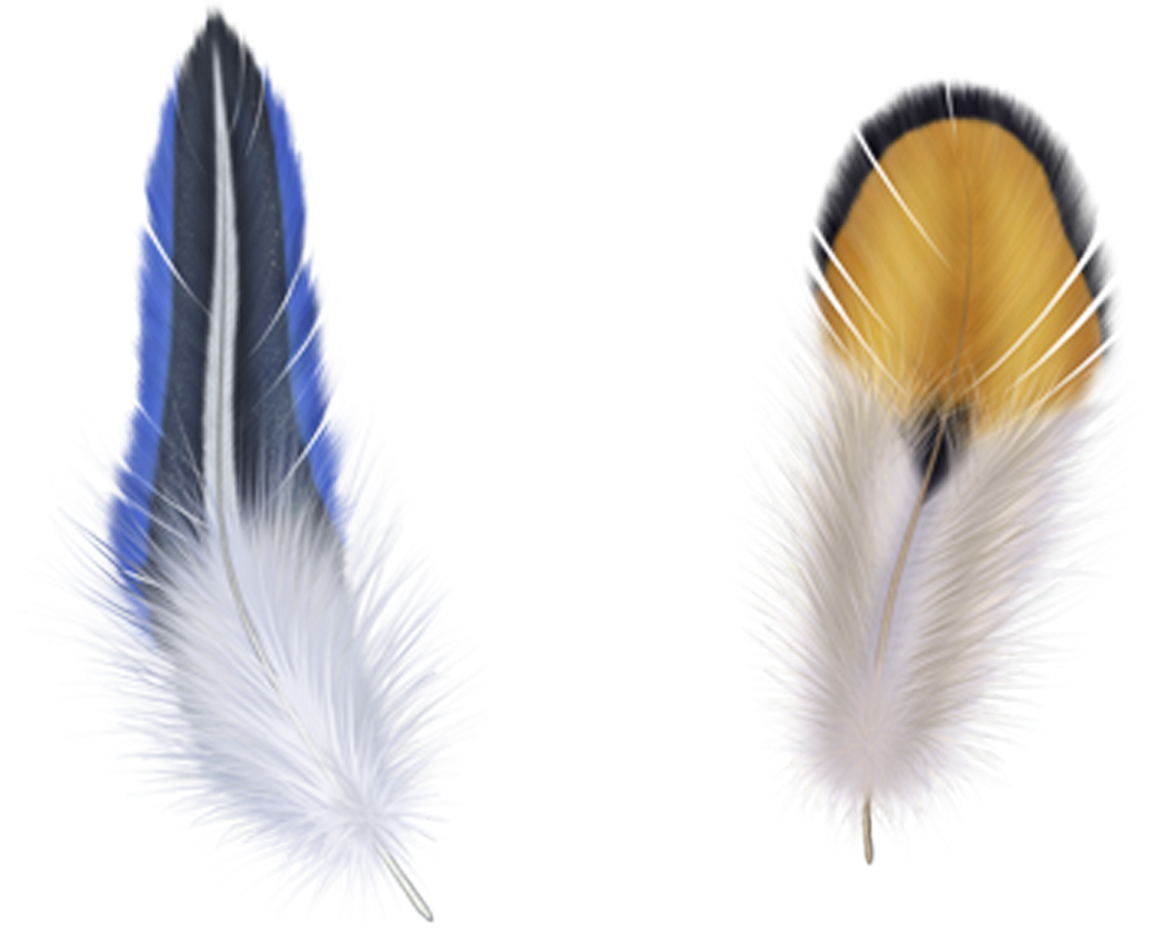 three different colored feathers on a white background