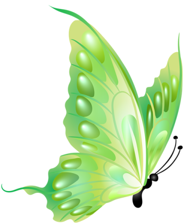 a green butterfly on white background