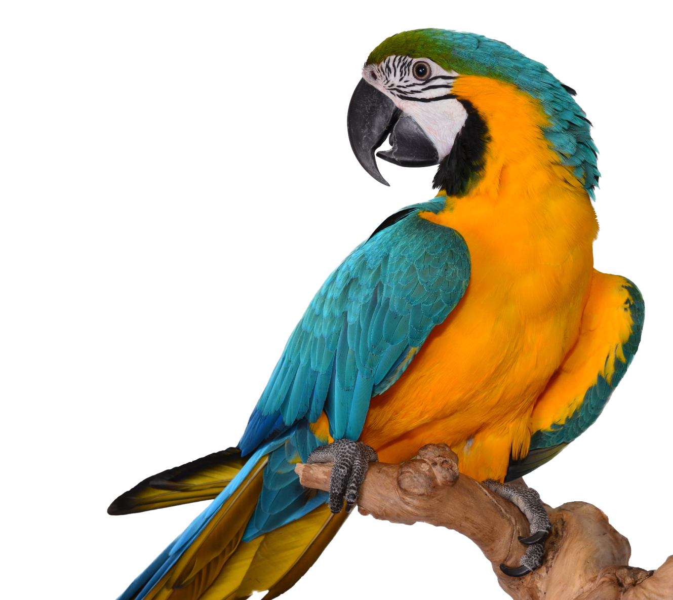 a blue and yellow parrot perched on a branch