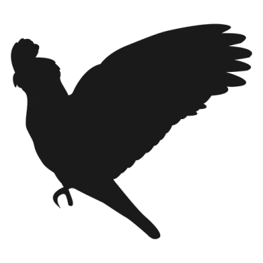 a bird silhouetted on a white background