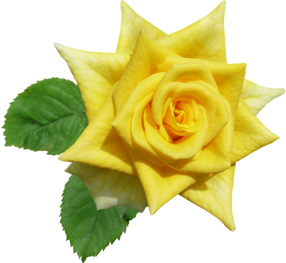 a yellow rose with green leaves on it