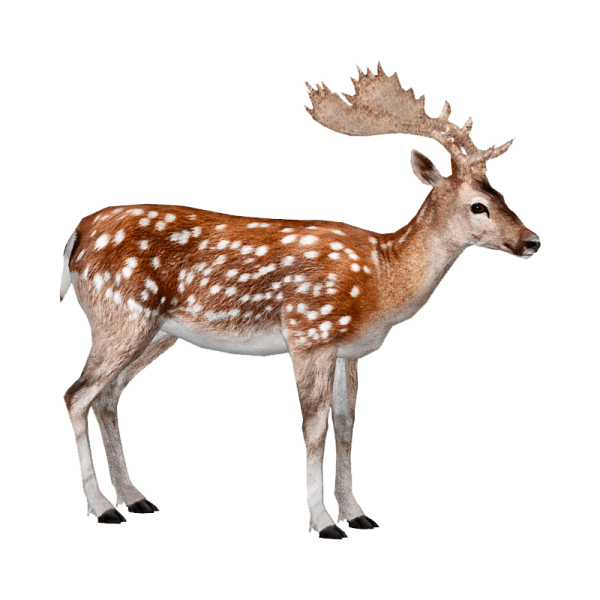 a small deer standing in front of a white background