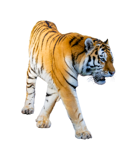 a tiger walking across a white surface