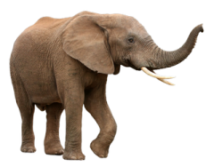 an elephant is standing with its trunk in its mouth