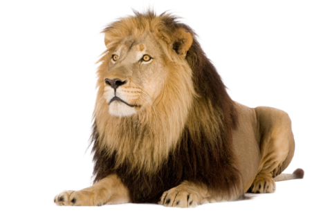 a lion laying down on a white background
