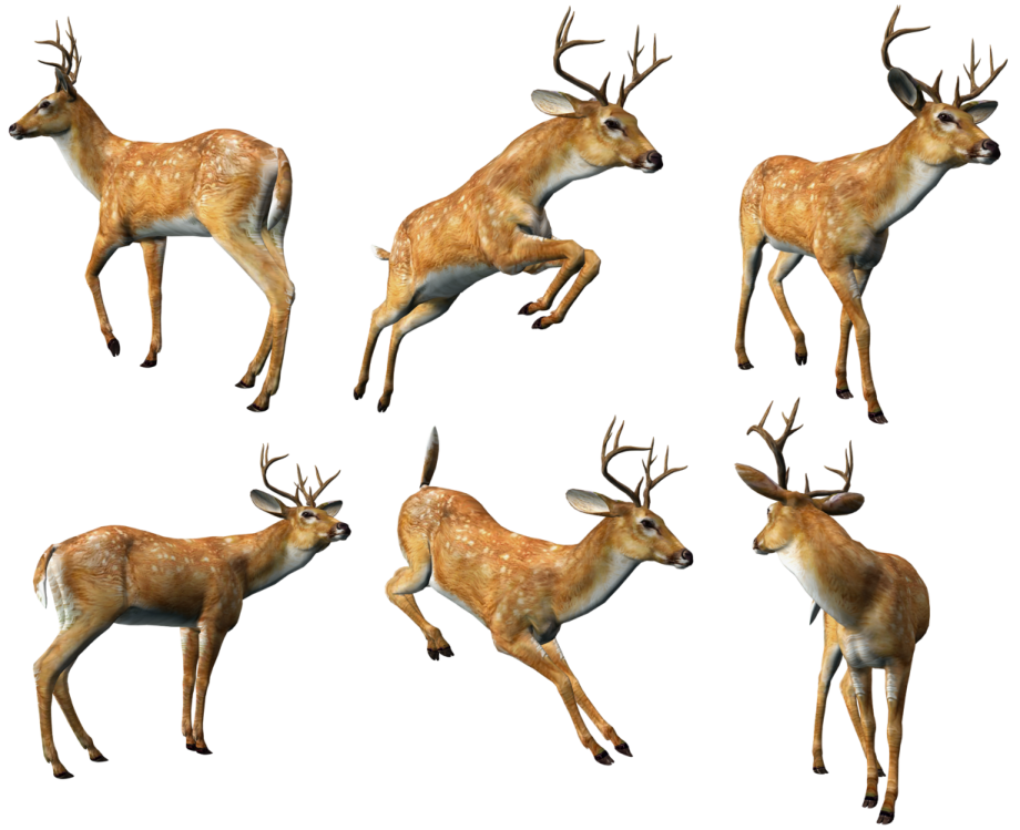 a set of four deers in different poses