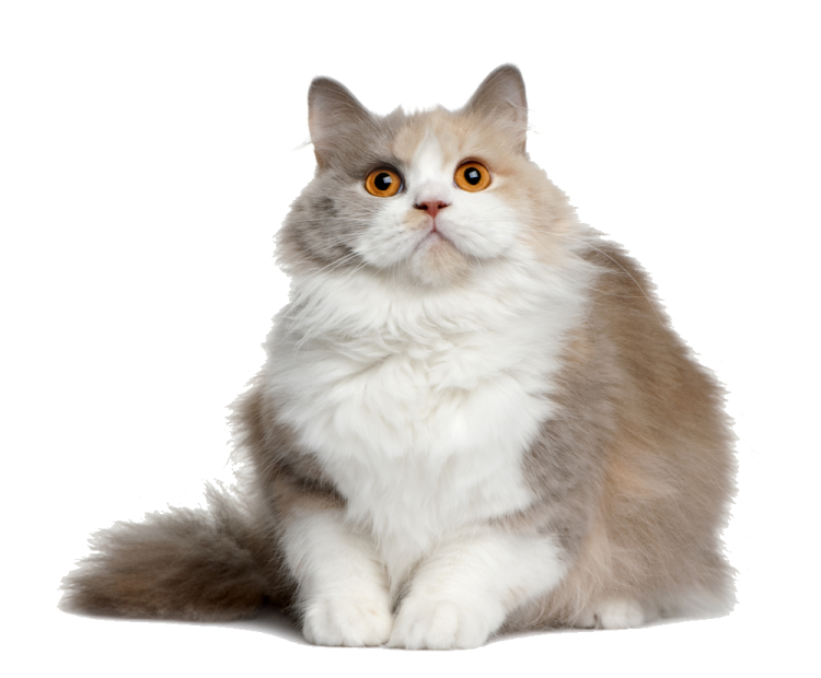 a white and brown cat sitting on the ground