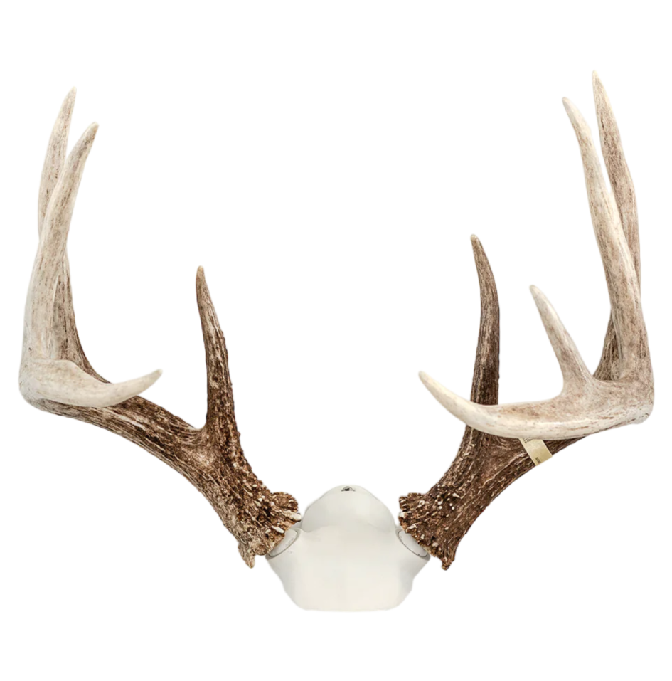 a whitetail with ant ants on it's head