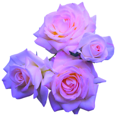 three pink roses on white background