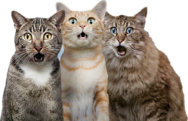 three cats are looking up at the camera