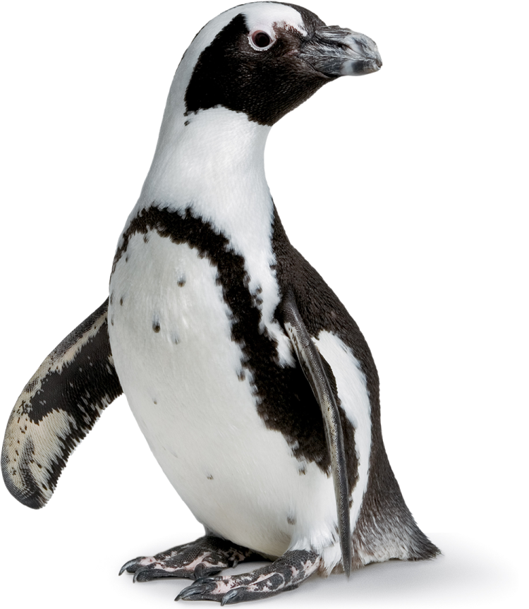 a black and white penguin sitting on the ground