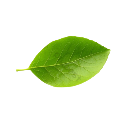 a green leaf on a white background