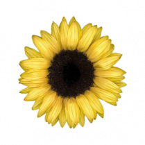 a yellow sunflower on a white background