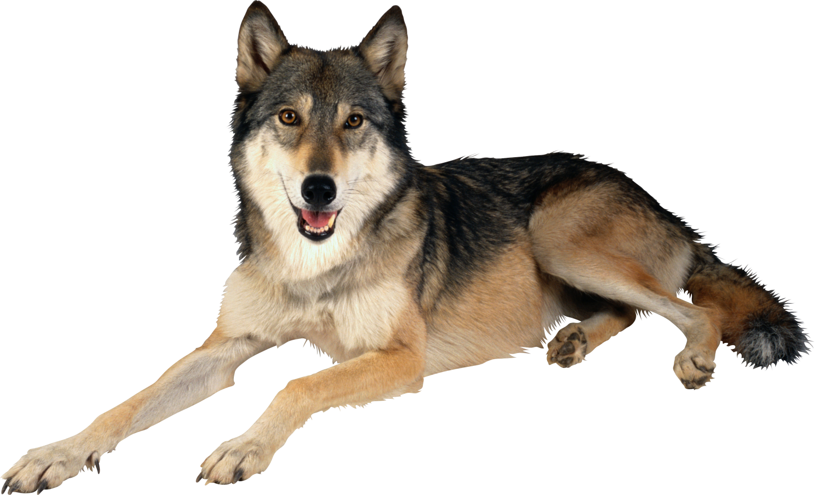 a black and brown dog laying down on the ground