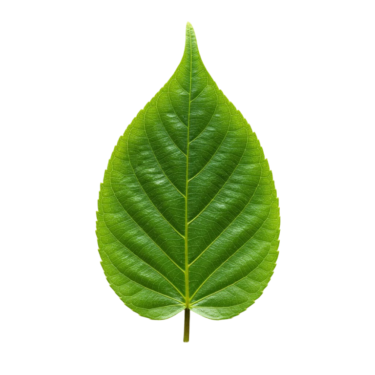 a green leaf on a white background