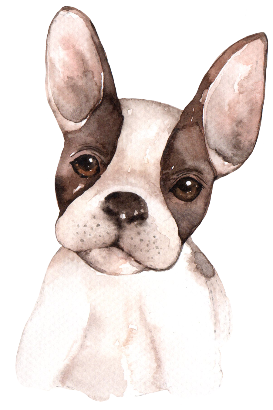 a watercolor drawing of a boston terrier dog