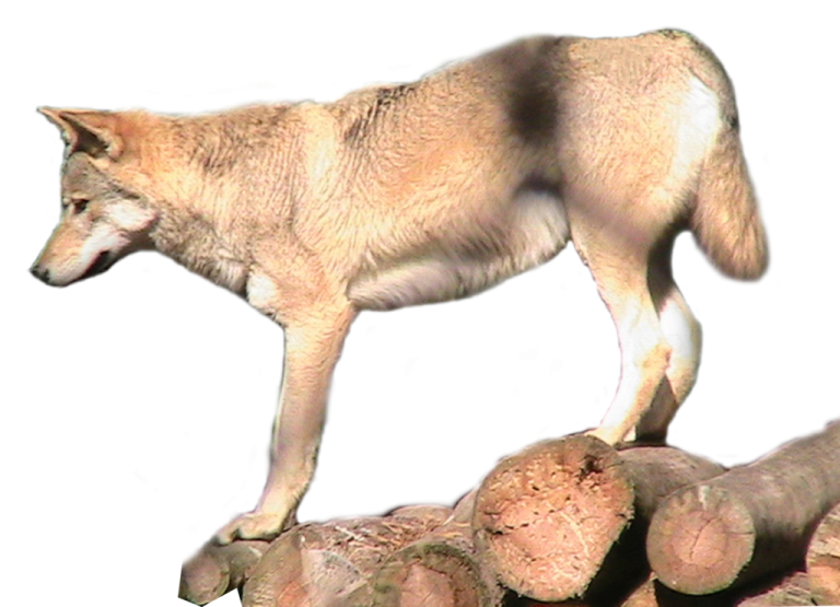 a wolf standing on top of a pile of rocks