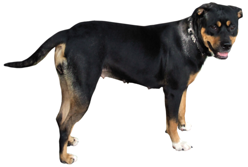 a black and brown dog standing on a white background