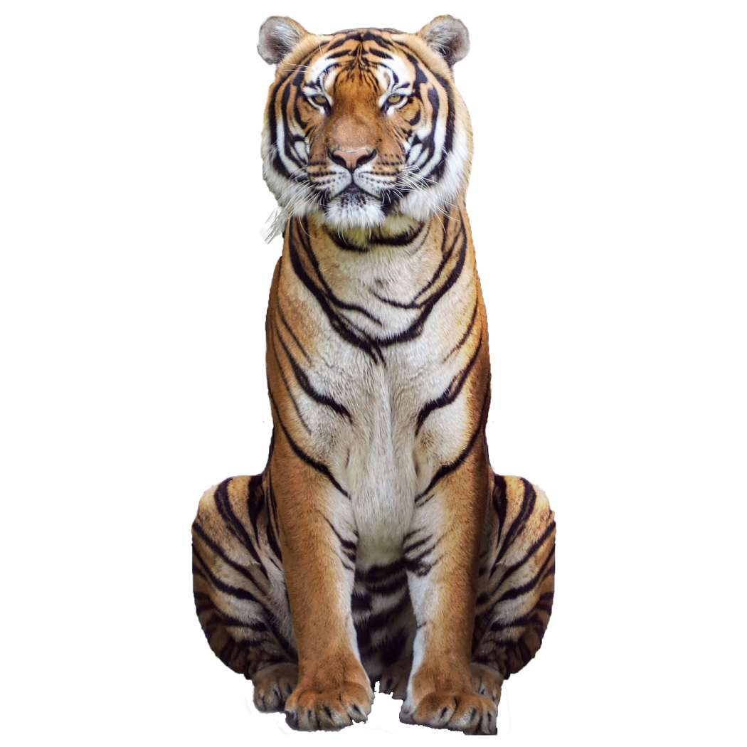 a tiger sitting down on the ground