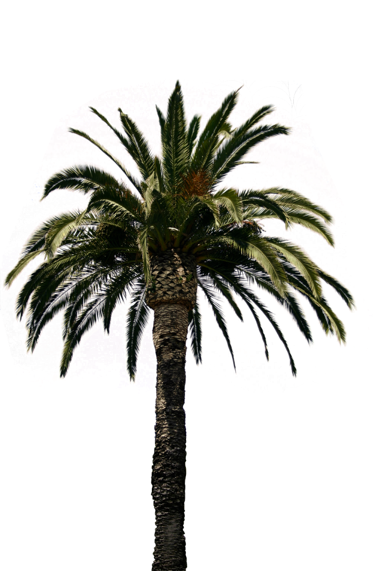 a palm tree on a white background