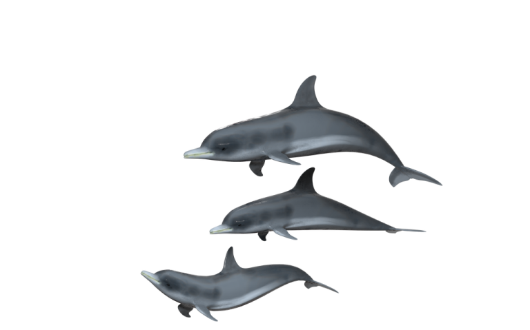 three dolphins swimming in the ocean